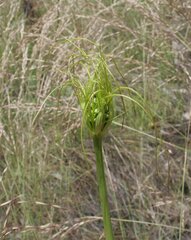 Tacca maculata