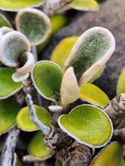 Brachyglottis bidwillii