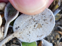 Brachyglottis bidwillii