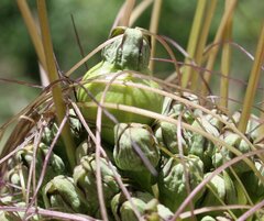 Tacca maculata