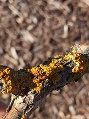 Lichenoconium xanthoriae