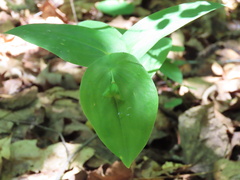 Uvularia perfoliata