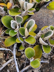 Brachyglottis bidwillii