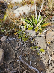 Brachyglottis bidwillii