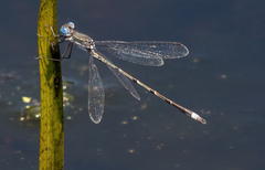 Lestes australis