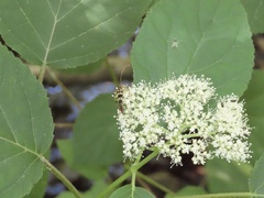 Strangalia luteicornis