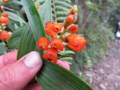Elleanthus aurantiacus