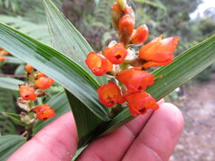 Elleanthus aurantiacus