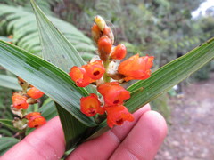 Elleanthus aurantiacus