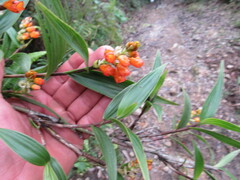 Elleanthus aurantiacus