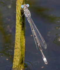 Lestes australis