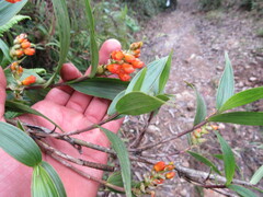 Elleanthus aurantiacus