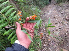 Elleanthus aurantiacus