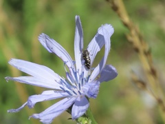 Acmaeodera tubulus