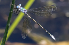 Lestes eurinus