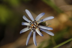 Perezia recurvata