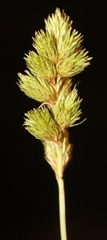Carex leporina
