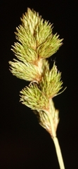Carex leporina
