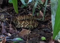 Bothrops atrox