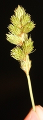 Carex leporina