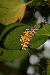 Pantherodes