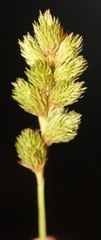 Carex leporina