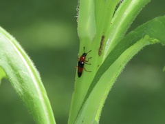 Languria trifasciata