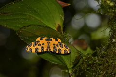 Pantherodes