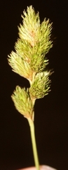Carex leporina