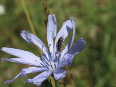Acmaeodera tubulus