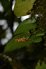 Pantherodes
