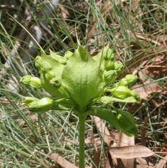 Tacca leontopetaloides