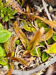 Drosera arcturi