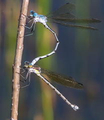 Lestes eurinus