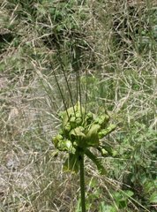 Tacca leontopetaloides