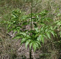 Tacca leontopetaloides