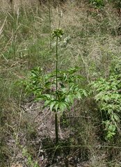 Tacca leontopetaloides