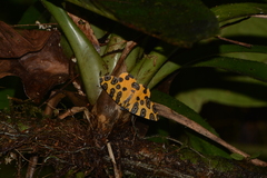 Pantherodes