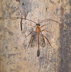 Enicospilus