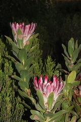 Protea compacta