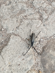 Sphaenothecus trilineatus