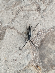 Sphaenothecus trilineatus