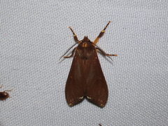 Phaegopterina