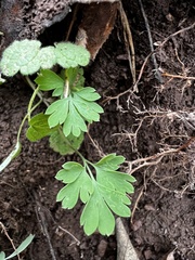 Corydalis