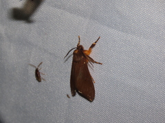 Phaegopterina