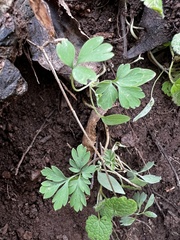 Corydalis