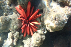 Heterocentrotus mamillatus