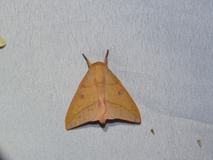 Adeloneivaia subangulata