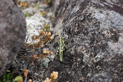 Sigaus piliferus