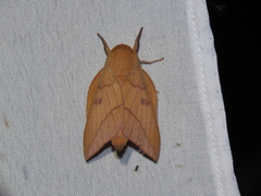 Adeloneivaia subangulata